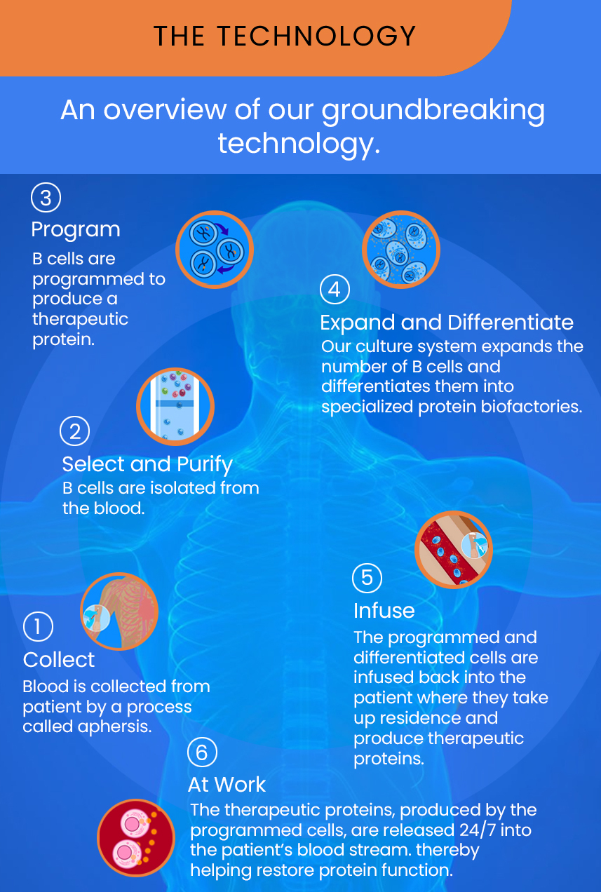 An overview of
our ground breaking technology.
1. Collect
Blood is collected from patient by a process called aphersis.
2. Select and Purify
B cells are isolated from the blood
3. Program
B cells are programmed to produce a therapeutic protien.
3. Expand and Differentiate
Our culture system expands the number of B cells and differentiates them into specialized protein biofactories.
5. Infuse
The programmed and differentiated cells are infused back into the patient where they take up residence and produce therapeutic proteins.
6. At Work
The therapeutic proteins, produced by the programmed cells, are released 24/7 into the patient’s blood stream, thereby helping restore health.